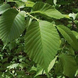 Elm leaves