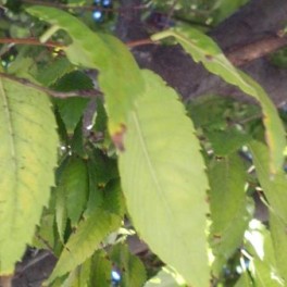Zelkova leaves