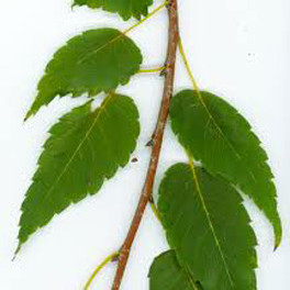 Zelkova leaves and stem