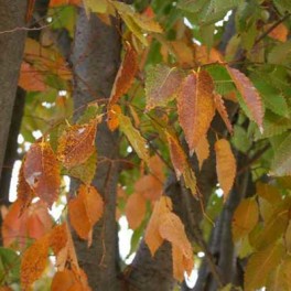 Zelkova fall leaves
