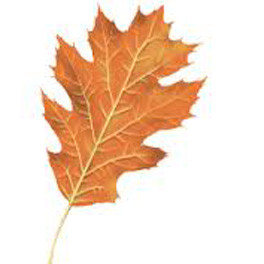 Red oak fall leaf