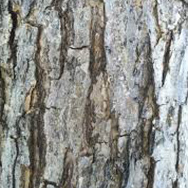 Swamp white oak bark