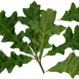 Overcup oak leaf