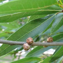 Willow oak leaf