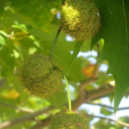 Plane tree fruit