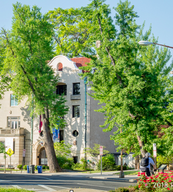 Big trees by Latvia Embassy 2406 Mass Ave, Turkey Ambassador Residence, Sheridan Circle, DDOT Urban Forest Division.
