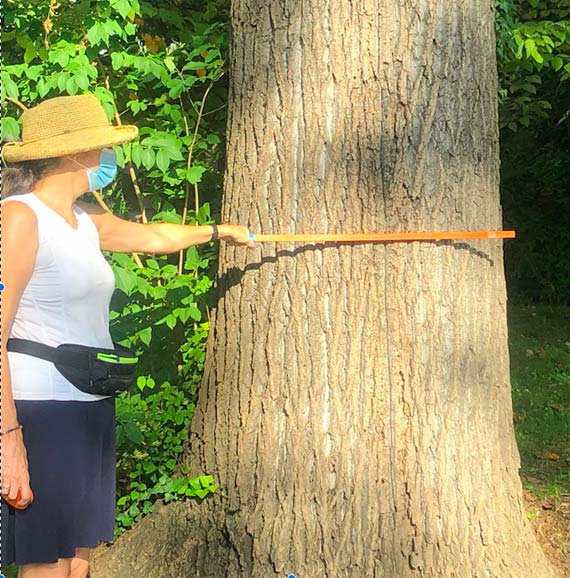 RMA volunteer measures tree diameter and finds that it qualifies as having special value to the community