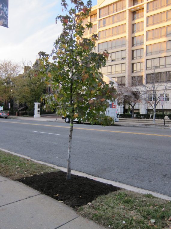 Young, newly planted street tree with small trunk and few leaves.