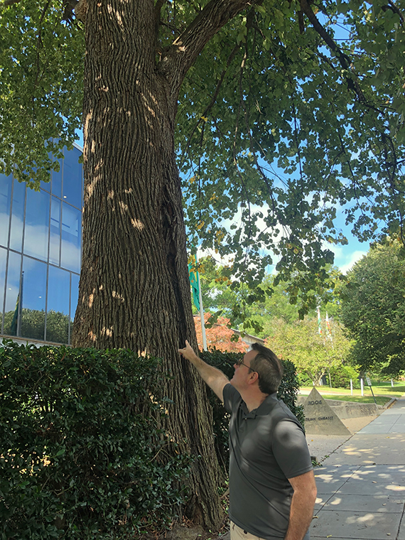 Man pointing to trunk of very large, old tree in front of modern building