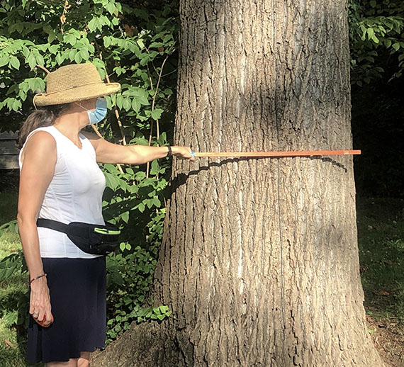 Woman in casual summer clothing holds a yard stick to measure the trunk of an old tree. The trunk is wider than the length of the yard stick.