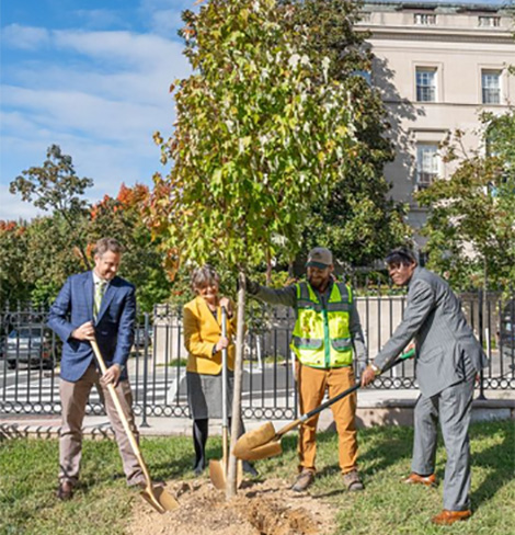 Group of four adults wield shovels to plant a tree next to urban street