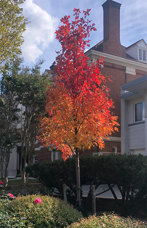Beautiful maple tree with red and gold foliage stands in front of stately brick building