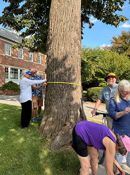 A man and a woman work together to measure a legacy tree during RMA Tree Walk