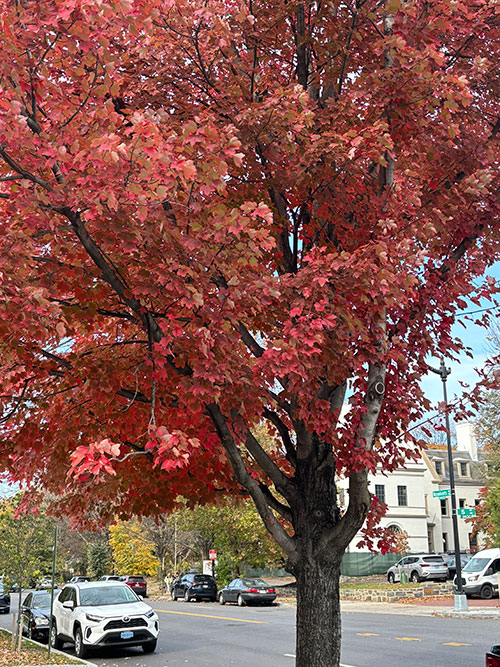 Beautiful maple street tree with vivid red foliage