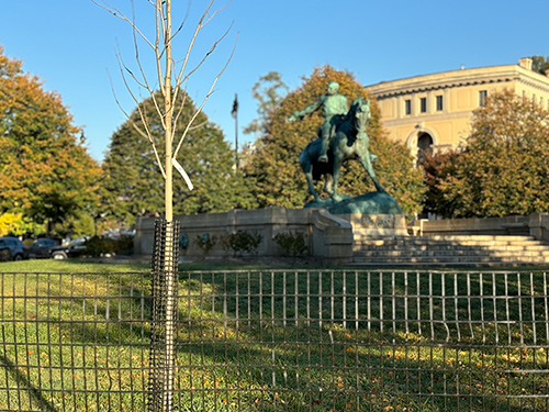 A newly planted tree is in sharp focus with the statue of General Sherman astride his horse in the background