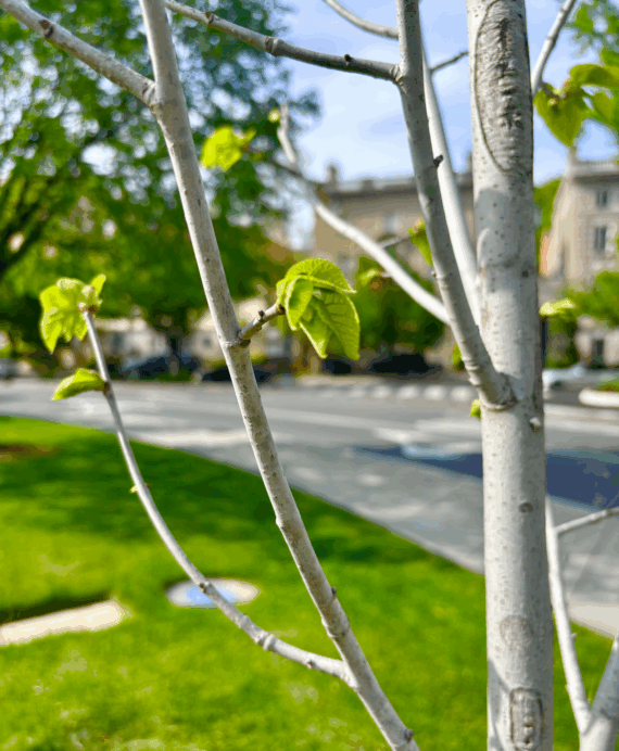 Tiny leaves emerge on new American lindens in Sheridan Circle
