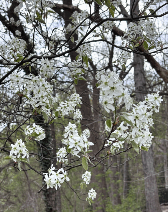 White flowers on gray branches of serviceberry tree