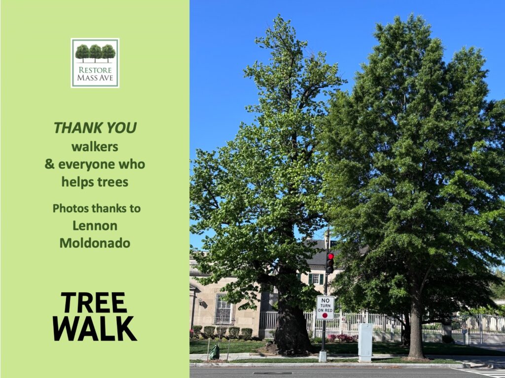 Slide14-tree-walk-2025-spring