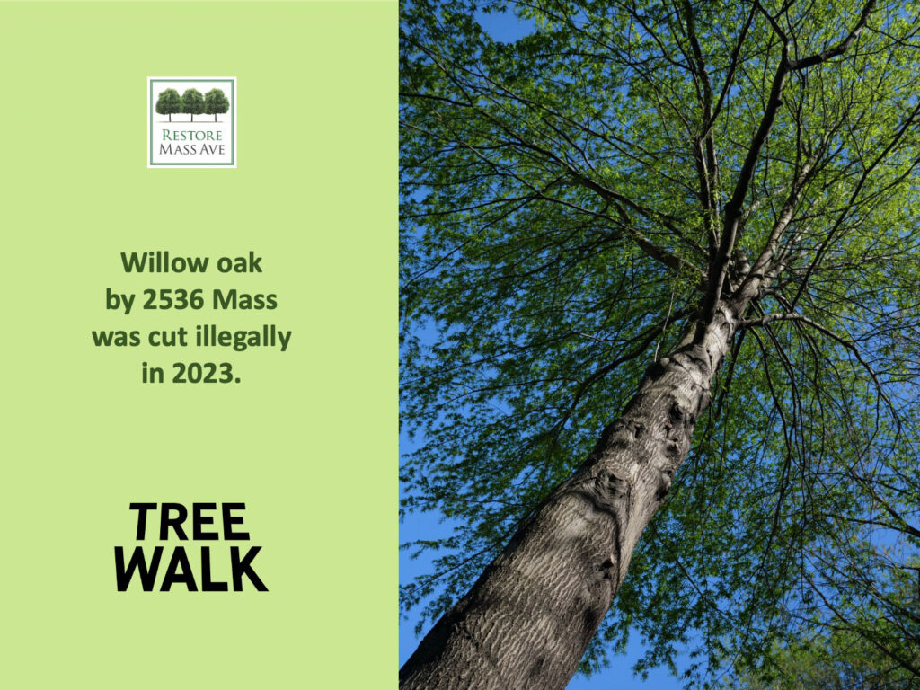 Slide3-tree-walk-2025-spring