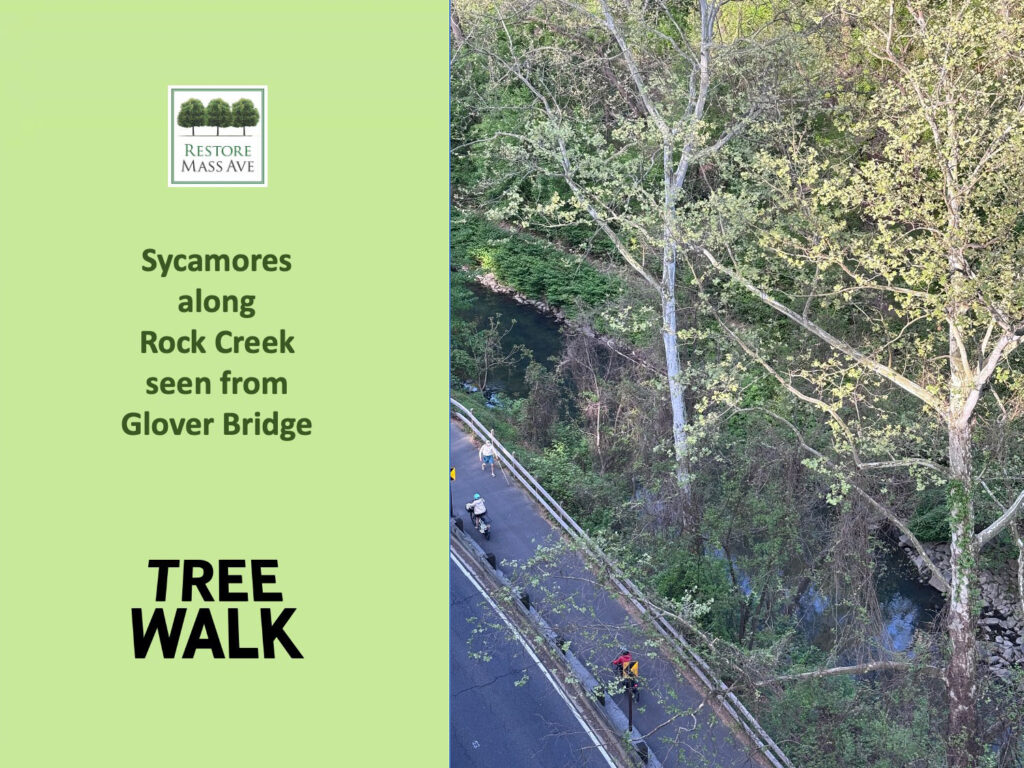 Slide6-tree-walk-2025-spring
