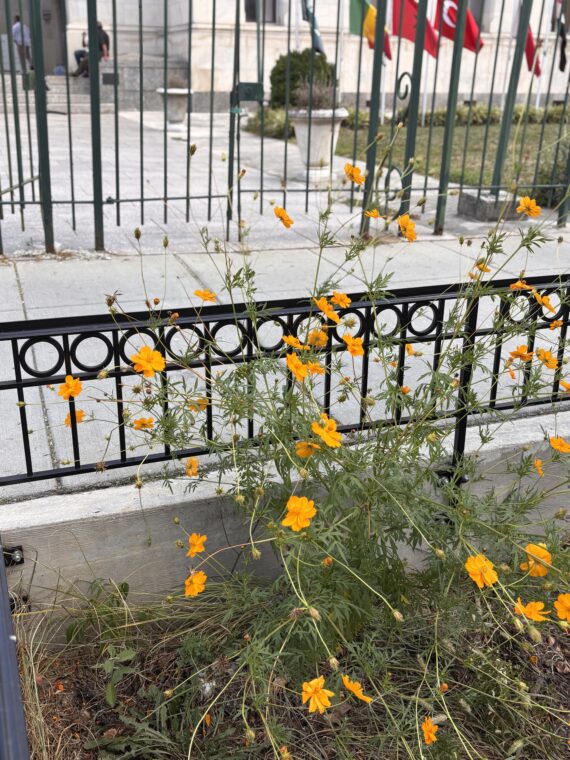 Small, vivid orange blossoms.