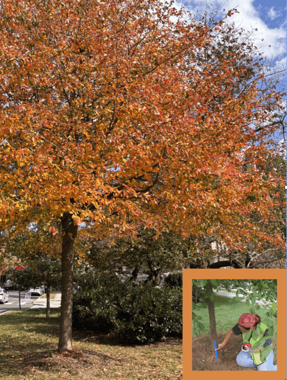 bright red fall tree in Emmet park