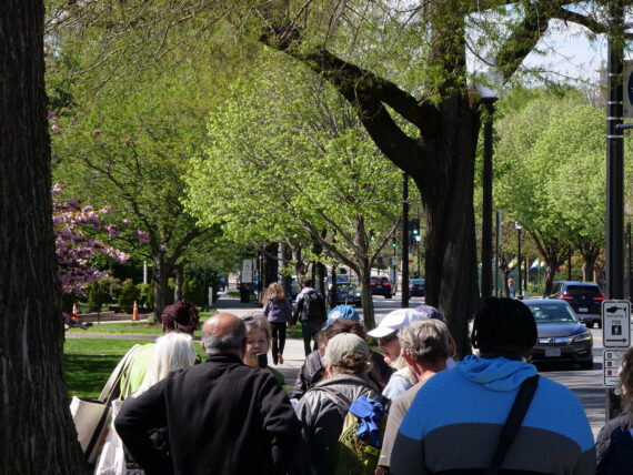 A group of people walk together along busy street under shady and blossoming trees