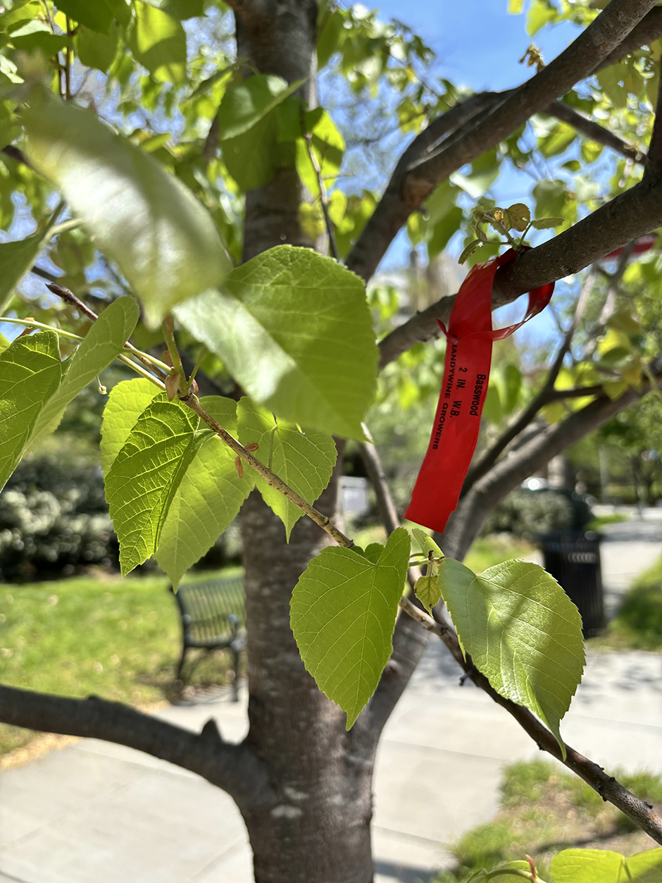 New linden tree leaves with red identification tag on branch, planted along urban sidewalk.