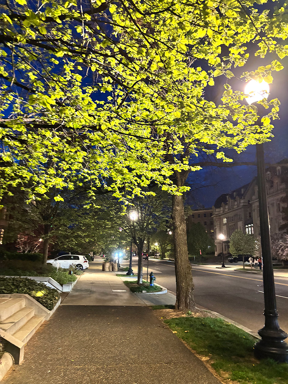 Leafy tree canopy glowing under streetlights along Massachusetts Avenue sidewalk at night.