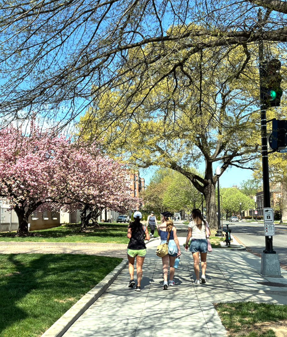 Pedestrians stroll sidewalk under shade trees and past beautiful cherry blossoms on Washington DC's Embassy Row.