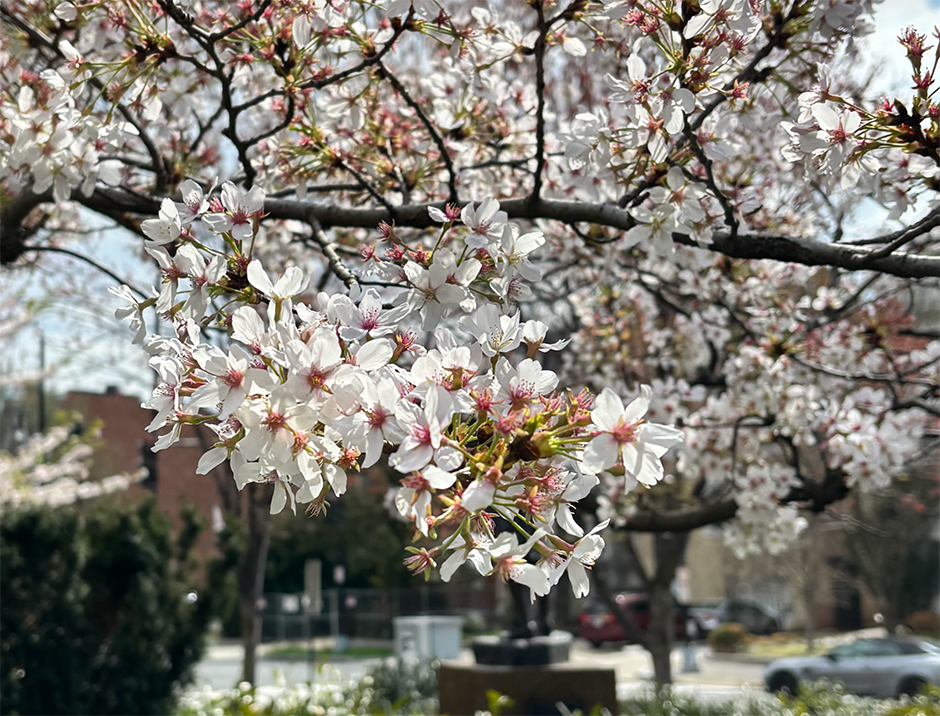 Cluster of white cherry blossoms with pink centers on branch in urban streetscape.