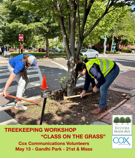 Two volunteers care for tree at city intersection