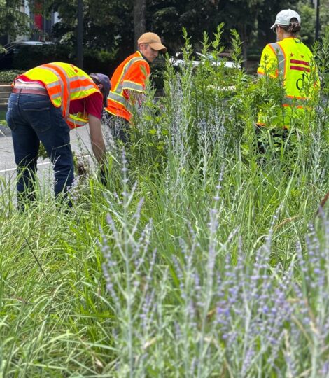 Three people in safety vests pull weeds near city street.