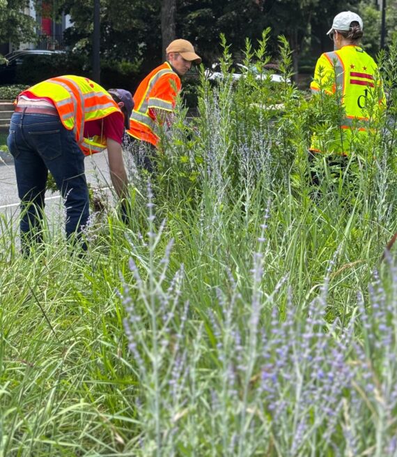 Three people in brightly colored gear pull weeds near city street.
